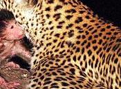 LEGADEMA Ecco commovente VIDEO leopardo salva piccolo babbuino