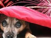 Torino Alessandria Capodanno senza botti rispetto degli animali domestici