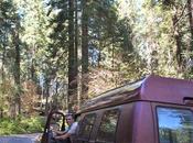 Stati Uniti Road: Sequoia National Park