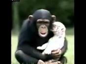 differenza umani animali +Video