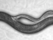 L'accoppiamento nematode Caenorhabditis elegans: fluido uccide