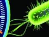 BIODISEL Ottenuto batterio dell’ Escherichia Coli