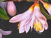 Oggi nella rubrica: erbe tintura, infuso, olio essenziale, Benzoino