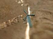 [Ricerca Sviluppo] University Texas: Presto smartphone Pale Eoliche!