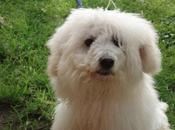 Eroico cane Torre Greco sventa rapina difende padroncino