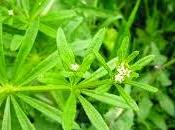 Oggi nella rubrica: erbe tintura, infuso, olio essenziale, Gallium aparine