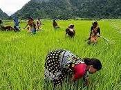 Riso basmati allo Yogurt bianco