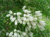 Oggi nella rubrica: erbe tintura, infuso, olio essenziale, Melaleuca/Tea tree