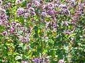 Oggi nella rubrica: erbe tintura, infuso, olio essenziale, Origano Salice