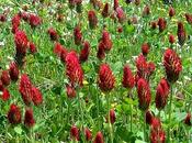 Oggi nella rubrica: erbe tintura, infuso, essenziali, Trifoglio rosso