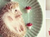 Darcy riccio africano famoso Instagram