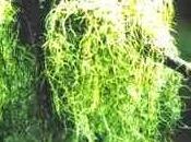 Oggi nella rubrica: erbe tintura, infuso, olio essenziale, Usnea barbata