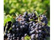 Stanziati milioni Sicilia ristrutturazione vigneti