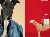 Trussardi campaign #SS14 William Wegman video]