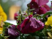 #fioridivenerdì- pansé violette