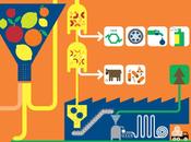Scarti agro-industriali: fonte biomassa materia prima workshop Food BioEnergy CremonaFiere 5marzo 2014
