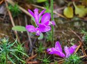 Poligala tosse: come perché funziona.