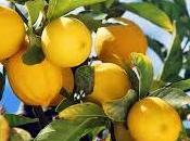 L’agricoltura futuro