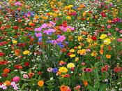 Buscaglia "Vivere, Amare, Capirsi"