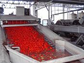 Pomodori industriali Terra fuochi, arrivano linea guida dell’Anicav Napoli Caserta