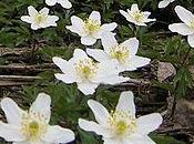 Anemone nemorosa