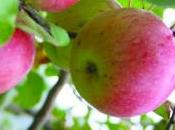 L’albero dalle mele rosa Favola bambini