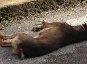 Cane verniciato tangenziale