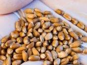 mercato semi: nelle mani multinazionali