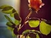 MALE MINORE casa Simo