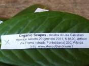 Organic Scapes Lisa Castellani
