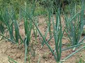 Cosa coltivare nell’orto, come cipolla