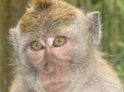 Giappone spaventato macaco