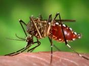 6.000 zanzare combattere l'influenza dengue Malesia