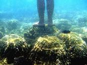 Foto giorno gennaio 2011 coralli thailandia sbiancano