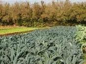 Cavolo Nero
