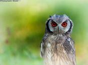 scrutano l'un l'altro!