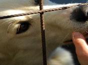 animali adotta cagnolino