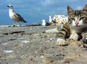Gatti gattini Marocco