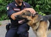 Cuveglio (VA): “Balton” arrestare droga 23enne marocchino