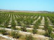 Melograno: adesioni produttori siciliani pomgrana italia