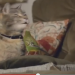 gatto pappagallino: spot diventa virale