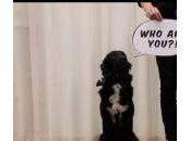 more woof: l’apparecchio tradurrà linguaggio cani