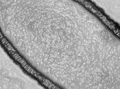 Virus gigante 30.000 anni tornato alla vita ghiacci