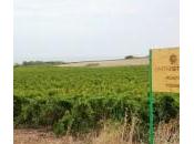 Cantine Settesoli pioniera della potatura conservativa