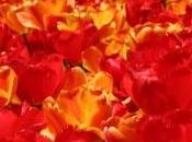 LETTONIA: Tulipani rossi marzo. Sapete perché?