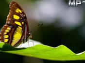 felicità come farfalla: effimera!