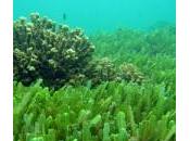 clorella, un’alga grado disintossicare l’organismo metalli pesanti