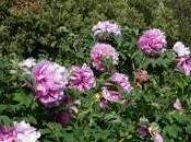 Centro botanico Moutan