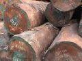 Commercio legno illegale: Italia ancora fanalino coda applicazione Regolamento Europeo