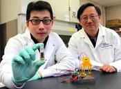 Batterie zuccherine ricaricabili come cartucce stampanti!